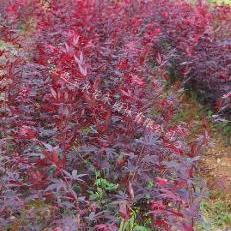 日本紅楓三季紅