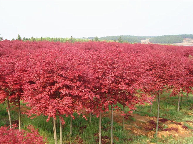 紅楓樹苗 日本紅楓美國紅楓中國紅四季紅庭院綠化紅楓紅舞姬盆栽