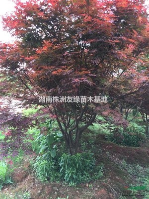 出售湖南紅楓、紅楓小苗、日本紅楓、美國紅楓、青楓、本地紅楓