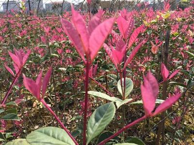 紅楓,美國紅楓,日本紅楓-五色彩桂:獲中國西部園林花木博覽會金獎-美國紅楓十月光輝|夕陽紅|紅冠|秋火焰|日本紅楓獅子頭、三河八房、紅三河批發【華石紅楓 tel:4006168511】-www.shmmw.com