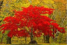 花木百科 花木網苗木品種庫,匯集上萬種苗木知識