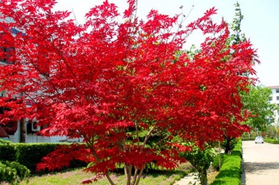紅楓哪個品種最好?