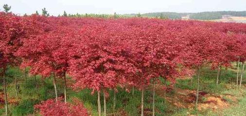 日本紅楓苗木繁育與栽培技術
