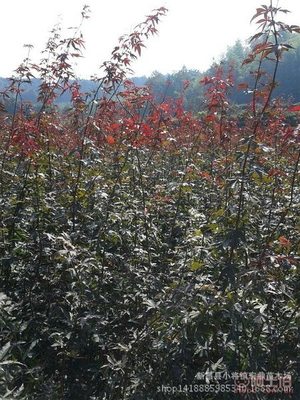 【日本紅楓小苗浙江日本紅楓苗木低價批發處理價格實惠】新昌縣小將鎮宏鼎苗木場 - 產品庫
