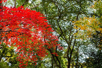 日本紅楓高清圖片免費下載-正版圖片500864674