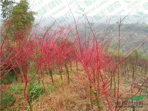 日本紅楓 赤金楓 紅楓小苗價格 紅桿紅楓 江西綠