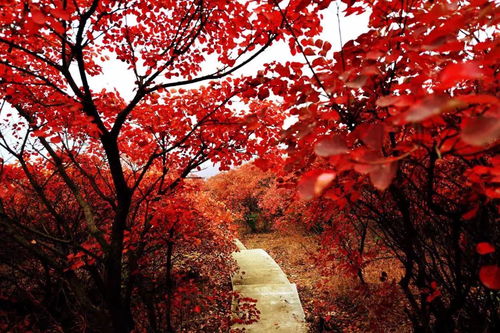 12月29 30日 1699元 人 五指山紅楓林海 三亞玳瑁美人島 海口騎樓民國街 博鰲玉帶灘 雙高四天