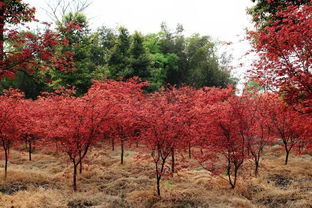 2017日本紅楓價格參考 日本紅楓市場行情預(yù)測分析