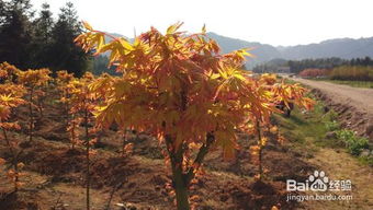 日本紅楓盆栽養(yǎng)護(hù)秘決,要注意哪些問題