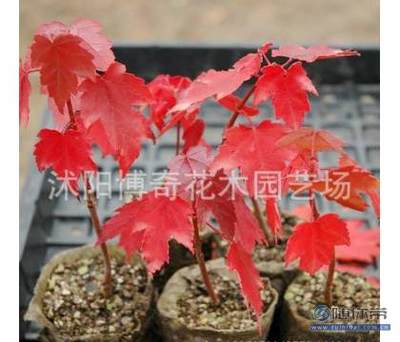 【博奇園林綠化苗木樹苗庭院植物日本紅楓苗紅絲帶紅楓樹苗量大優(yōu)惠】沭陽博奇花木園藝場 - 產(chǎn)品庫