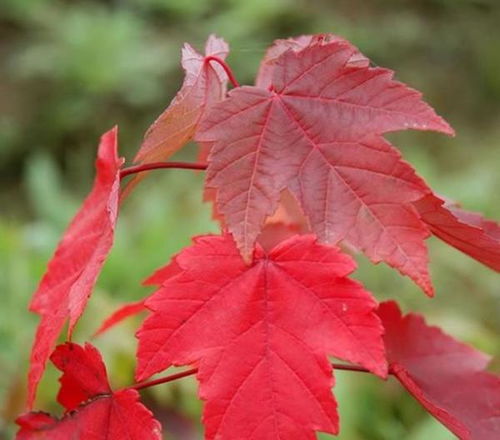 日本紅楓和美國紅楓的區(qū)別和特點(diǎn)