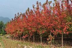 浙江日本紅楓苗木基地價格產(chǎn)品供求信息圖文搜索結(jié)果_一呼百應(yīng) youboy.com