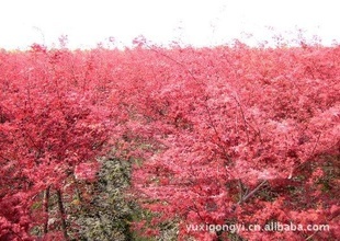【小苗紅葉美人梅】價格、產品供應,小苗紅葉美人梅廠家批發列表2-1024商務網
