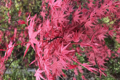 日本紅楓和美國紅楓哪個好,區(qū)別有幾點