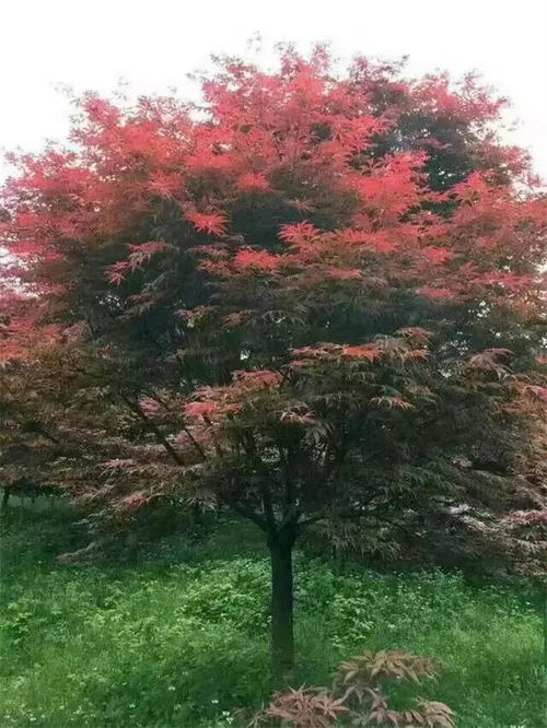 中日美紅楓爭奪戰(zhàn), 紅楓之鄉(xiāng) 為什么還堅守 中國