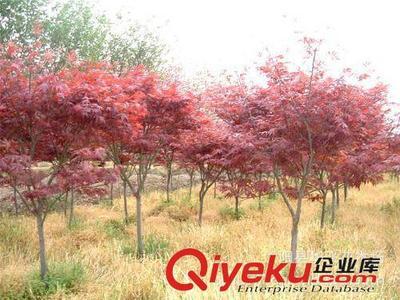 供應(yīng)園林植物 紅楓 紅楓樹 日本紅楓 美國紅楓小苗-沭陽縣華飛花木場提供供應(yīng)園林植物 紅楓 紅楓樹 日本紅楓 美國紅楓小苗的相關(guān)介紹、產(chǎn)品、服務(wù)、圖片、價格沭陽縣華飛花木場、花木花卉;苗木;綠化苗木;綠化小苗;紅葉小檗;金葉女貞;合歡;紅葉石楠;黃金槐;國槐;迎春;龍柏;蜀檜;側(cè)柏;連翹;紫薇;櫻花;高桿女貞;紅葉李;棣棠