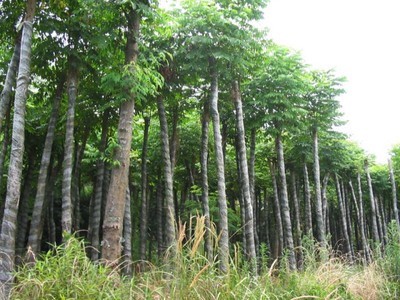 山東北欒#%濟寧北欒@北欒-曲阜紅楓園 產(chǎn)品展示(山東美國紅楓、濟寧日本紅楓、濟寧白蠟)-金泉網(wǎng)