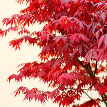 【日本紅楓樹】最新最全日本紅楓樹 產(chǎn)品參考信息