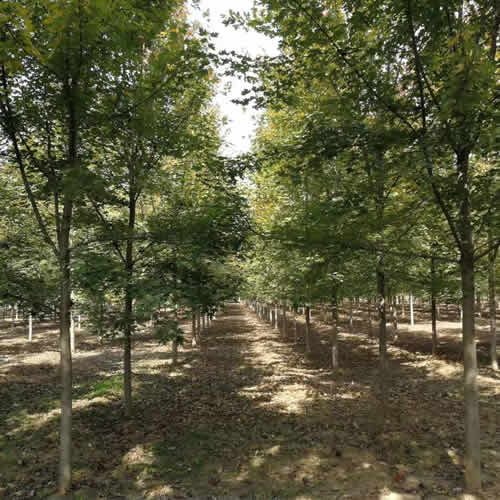 日本紅楓價(jià)格 紅楓價(jià)格 德正苗木高清圖片 高清大圖