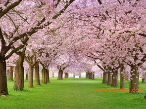 日本進(jìn)口櫻花 日本進(jìn)口櫻花供應(yīng)商 日本進(jìn)口櫻花批發(fā),日本進(jìn)口櫻花 日本進(jìn)口櫻花供應(yīng)商 日本進(jìn)口櫻花批發(fā)生產(chǎn)廠家,日本進(jìn)口櫻花 日本進(jìn)口櫻花供應(yīng)商 日本進(jìn)口櫻花批發(fā)價(jià)格