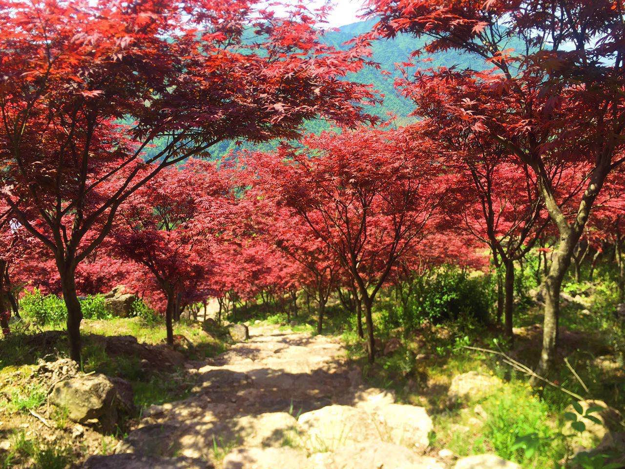 楓樹(shù)羽毛楓盆栽紅楓樹(shù)苗日本紅楓庭院花園植物陽(yáng)臺(tái)盆景黃金楓包郵