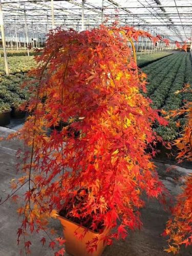 日本紅楓流泉低價(jià)直銷(xiāo)