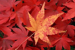 假期不打擠 眉山出發(fā)11個(gè)小眾絕美地,1 7日游全包完