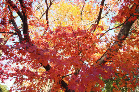 楓葉在秋天在韓國(guó)相似素材圖片第8頁(yè)-攝圖新視界