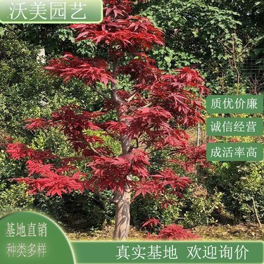 紅楓多少錢(qián)一棵