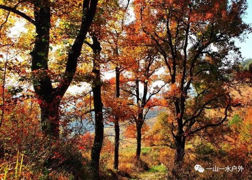 2017年12月10日秋色大片 村長(zhǎng)帶您走進(jìn)雙紅楓古道 車(chē)慈嶺,朱錫嶺古道連穿,賞千年古紅楓群