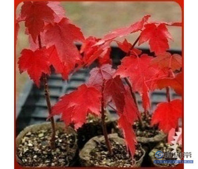 【批發(fā)正宗日本紅楓種子美國(guó)紅楓種子貨真價(jià)實(shí)放心購(gòu)買(mǎi)】沭陽(yáng)縣飄花香花卉園藝中心 - 產(chǎn)品庫(kù)