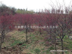 日本紅楓 紅楓櫻花之鄉(xiāng)四明山唐田 新杰苗木場