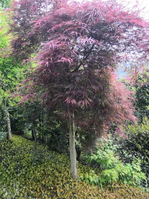 10公分精品美國紅楓價(jià)格 精品美國紅楓多少錢一棵