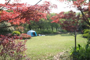 上海楓樹最多的公園是哪個(gè) 上海紅楓節(jié)后天就將在這座公園開幕