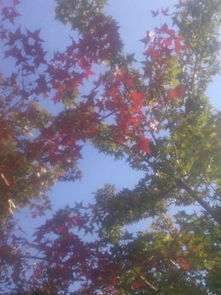 麻煩懂行的幫我看下這個(gè)日本紅楓的真假