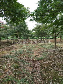 紅楓 紅楓價(jià)格 紅楓圖片 四明山紅楓 日本紅楓 美國紅楓 浙江花木城紅楓大賣場