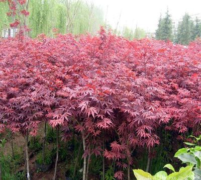 中國紅楓與日本紅楓哪種價格最低