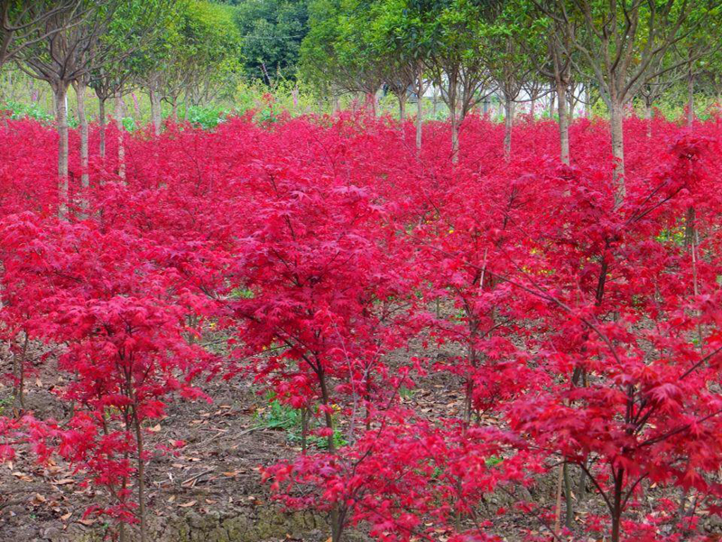 地徑4公分5公分8公分日本紅楓小苗 日本紅楓價格-