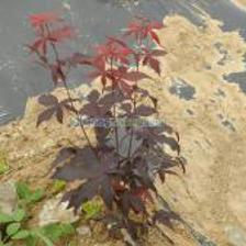 紅楓種植_紅楓種植價格_紅楓種植廠家_第1頁_世界工廠網