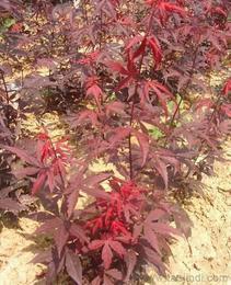 日本紅楓供應信息-日本紅楓批發、日本紅楓價格、找日本紅楓產品上