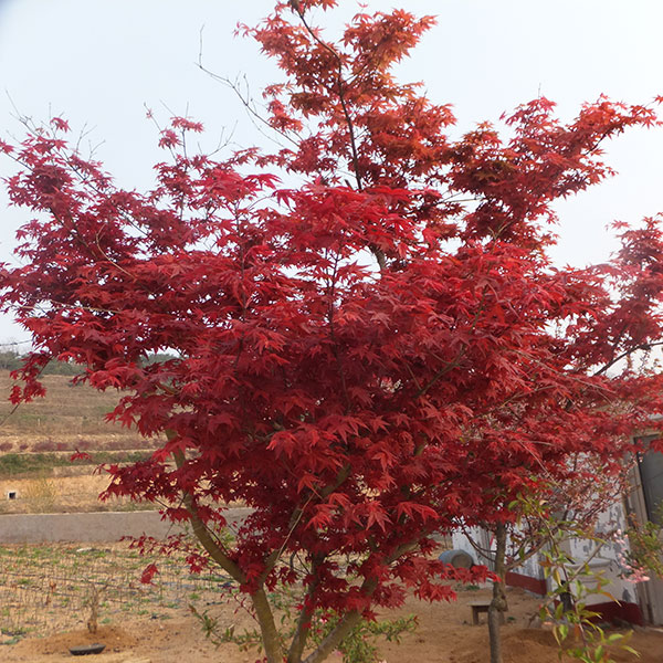 日本紅楓,舜楓農(nóng)林,日本紅楓紫秀
