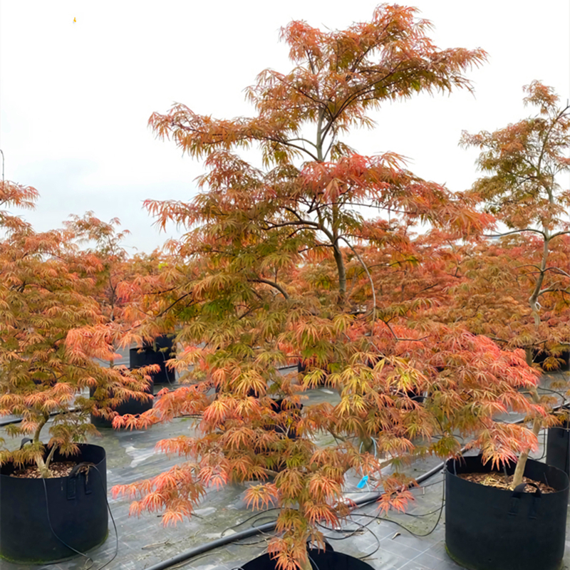 紅羽毛楓樹苗垂枝羽毛楓盆景日本紅楓別墅綠化風景樹庭院耐寒苗木