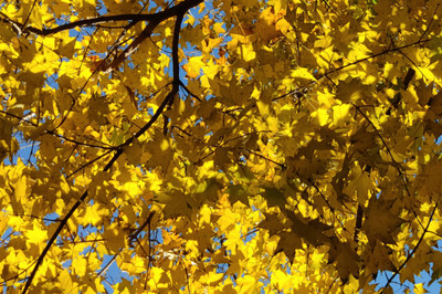 紅楓樹與黃楓樹的區(qū)別