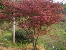 桂林森泉園林綠化產(chǎn)品展示