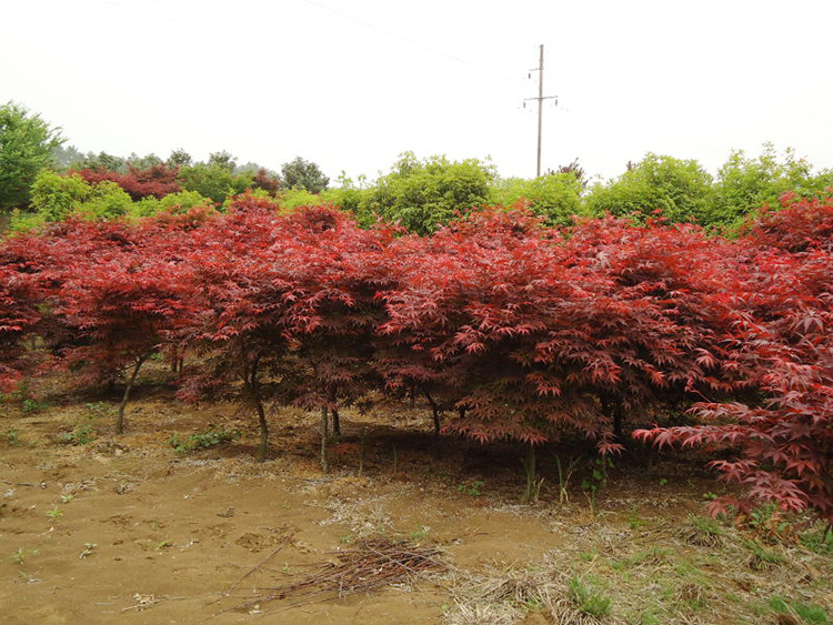紅楓樹苗日本紅楓 中國紅楓 美國紅楓 風景樹 三季紅紅楓