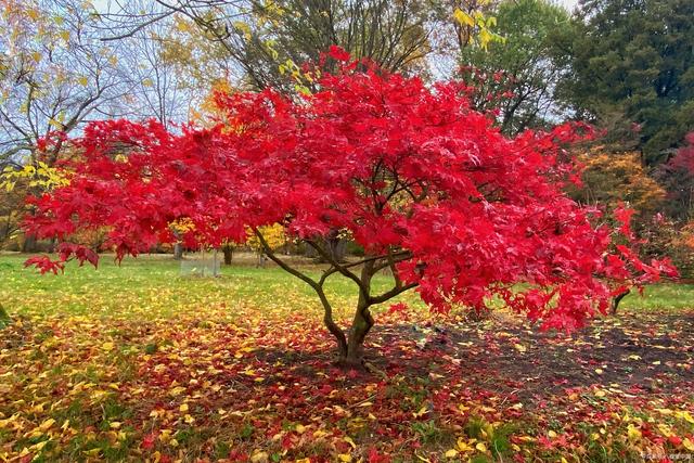 8公分,10公分,12公分,15公分日本紅楓價格,最新紅.