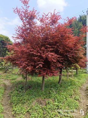 日本紅楓-紅舞姬 優(yōu)質(zhì)苗木的選購(gòu)與市場(chǎng)分析