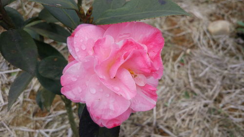 茶花小苗與日本紅楓的批發(fā)與采購(gòu)價(jià)格分析