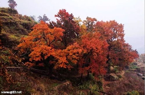 12月9-10日周末休閑徒步 探訪中國(guó)最美大會(huì)嶺紅楓古道與百丈漈風(fēng)景區(qū)