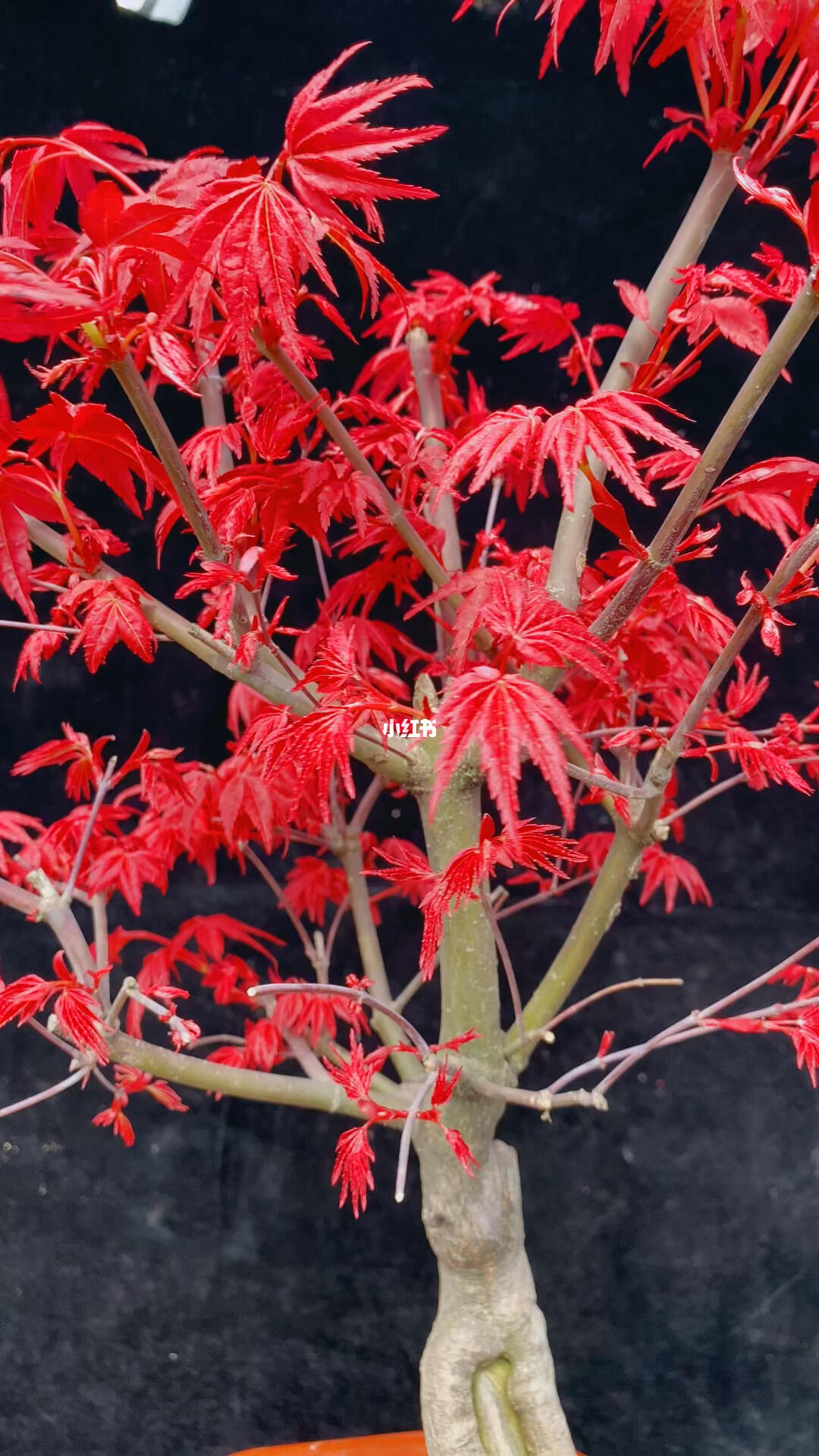 日本紅楓紅舞姬 一樹(shù)丹霞舞秋風(fēng)